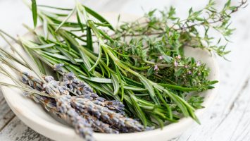 pour l'image phyto